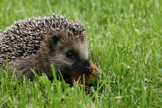 Foxes vs hedgehogs: 7 evidence-based leadership tips for headteachers