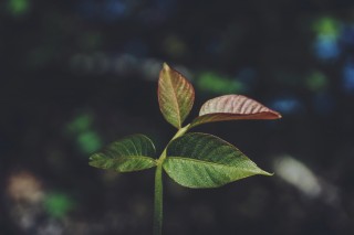 Close up of green shoot growing.