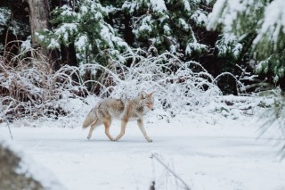 Wood trotting through trees in snowy wood