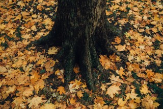 Fallen leaves around tree