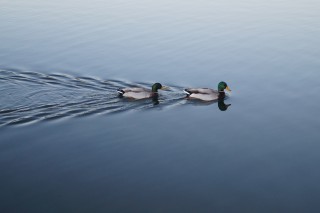 Ducks on pond