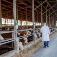 Students lament possible closure of Cambridge veterinary courses