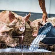 Tackle ‘AI slop’ in education research ‘or lose teacher trust’