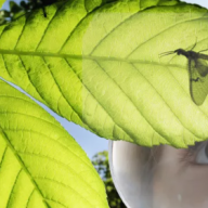 Natural history GCSE finally gets go-ahead