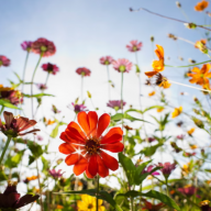 Natural history GCSE to teach teenagers to plant wildflower-friendly gardens