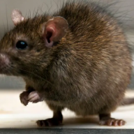 Northern Ireland: Mould, damp and rats among issues 'normalised' in student rental homes
